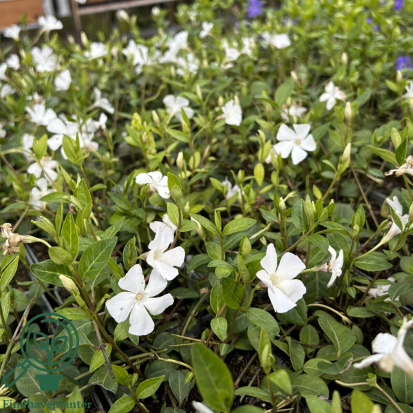 Vinca minor 'Alba'