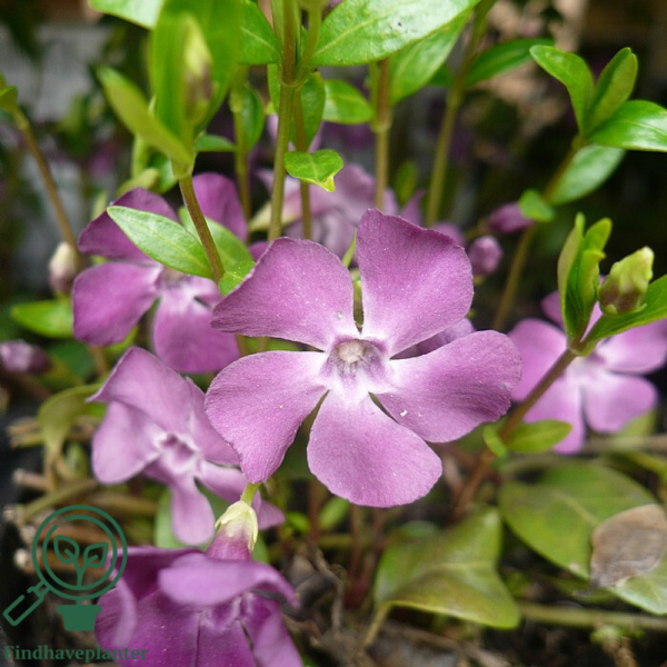 Vinca minor 'Atropurpurea', Vintergrønt