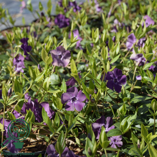 Vinca minor 'Atropurpurea', Vintergrønt