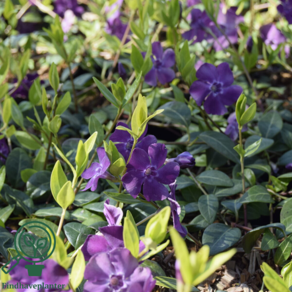 Vinca minor 'Atropurpurea', Vintergrønt