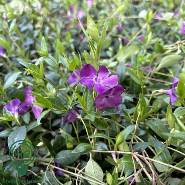 Vinca minor 'Atropurpurea', Vintergrønt