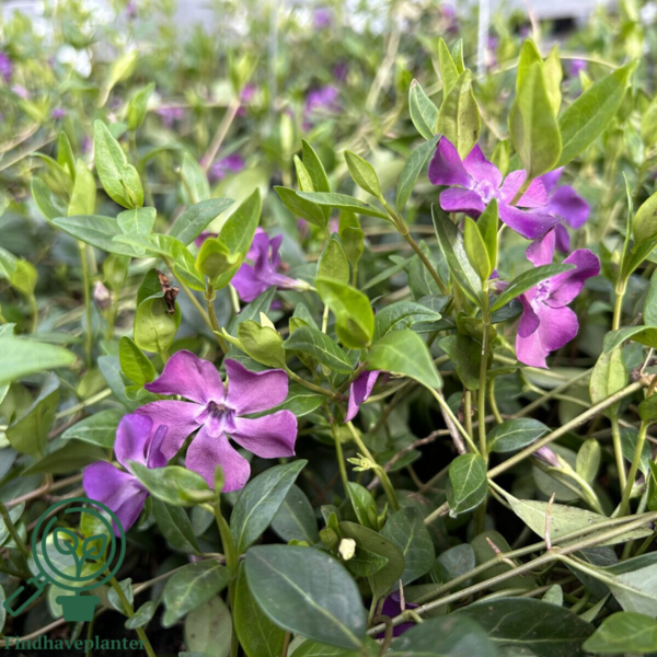Vinca minor 'Atropurpurea', Vintergrønt