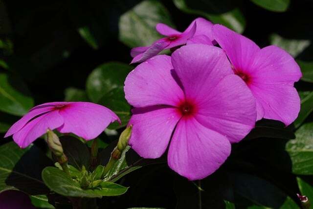 Vinca minor 'Atropurpurea', Vintergrønt