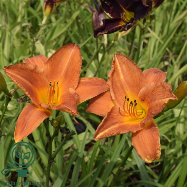 Hemerocallis hybrid 'Mauna Loa', Daglilje