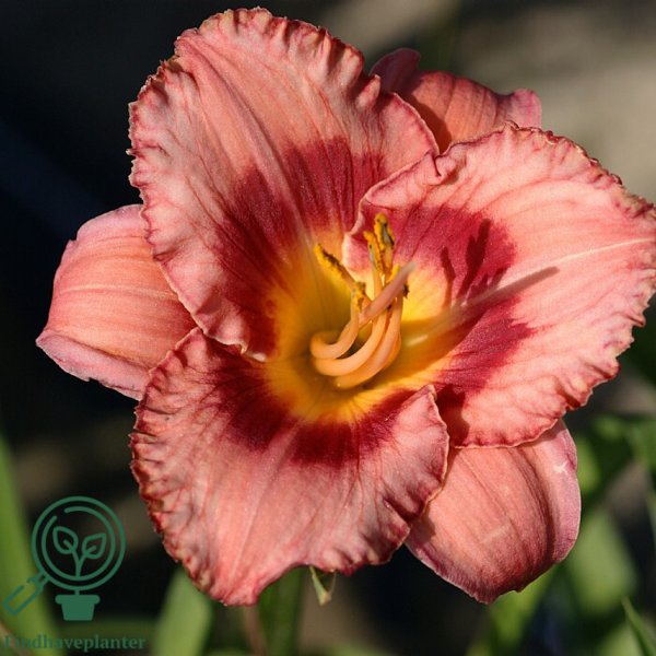 Hemerocallis hybrid 'Strawberry Candy', Daglilje