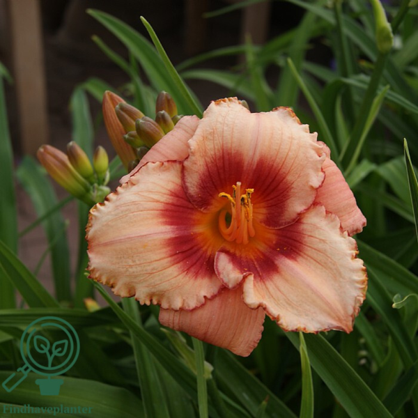 Hemerocallis hybrid 'Strawberry Candy', Daglilje