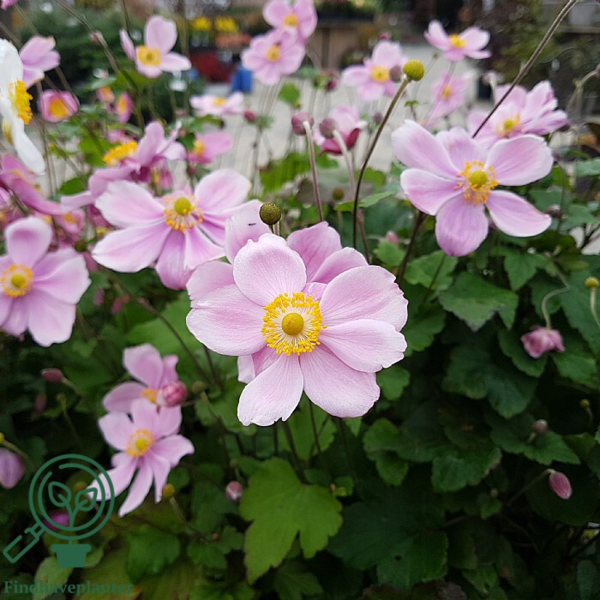 Anemone japonica-hybrid 'Königin Charlotte' Dafo® ,Anemone C0,8