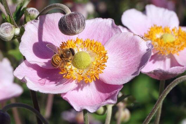 Anemone japonica-hybrid 'Splendens', Høstanemone