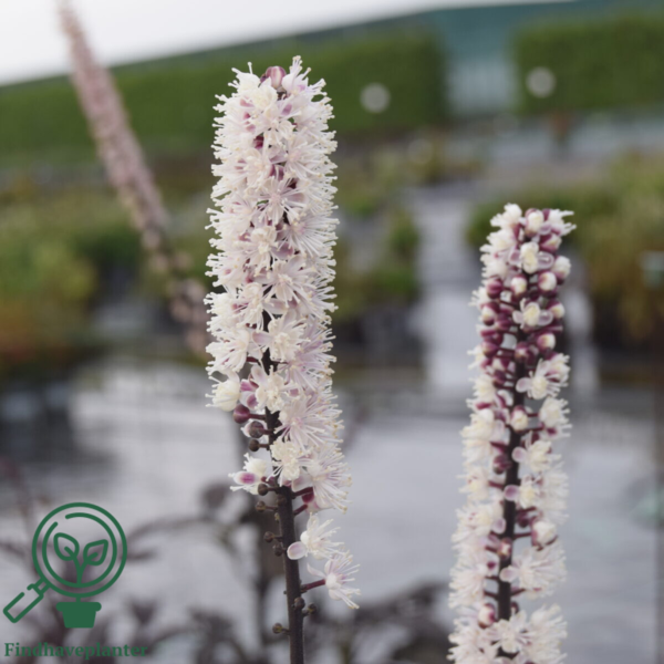 Cimicifuga ramosa 'Pink Spike', Sølvlys