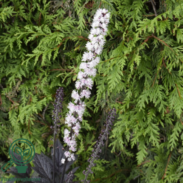 Cimicifuga ramosa 'Pink Spike', Sølvlys