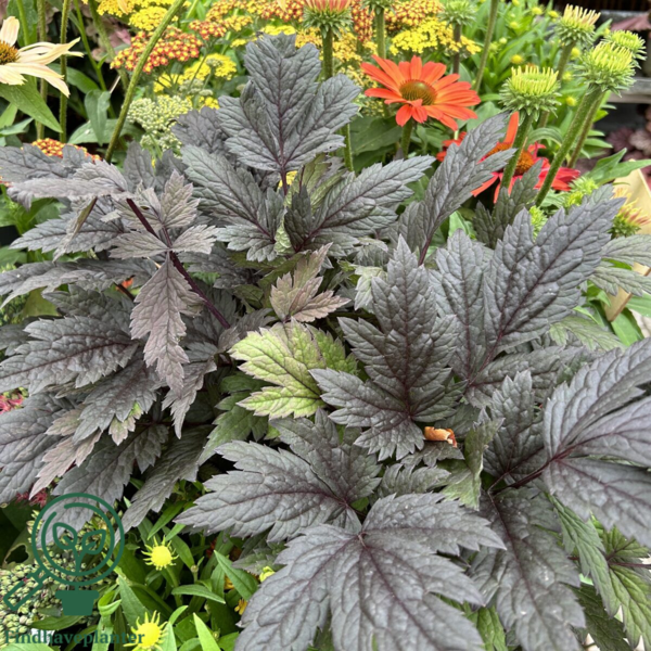 Cimicifuga ramosa 'Pink Spike', Sølvlys