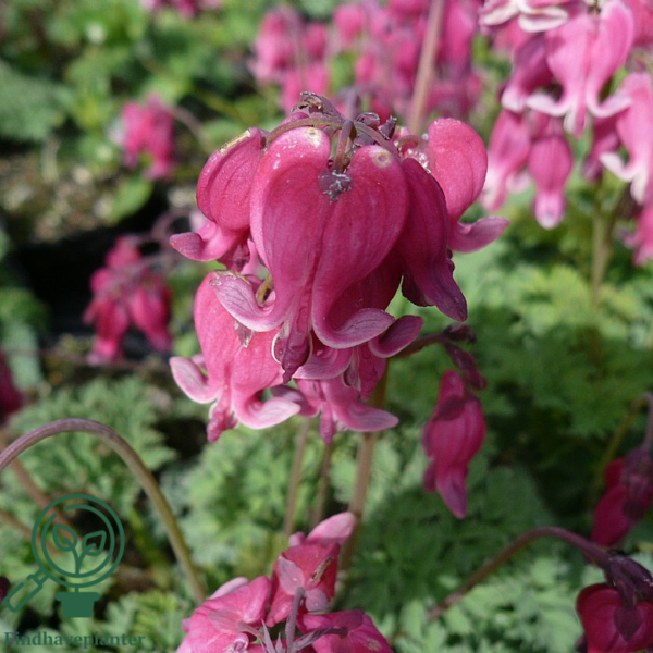 Dicentra formosa 'King of Heart', Hjerteblomst