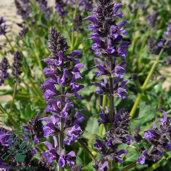 Salvia nemorosa 'Mainacht', Småblomstret salvie