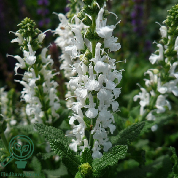 Salvia nemorosa 'Schneehügel', Småblomstret salvie