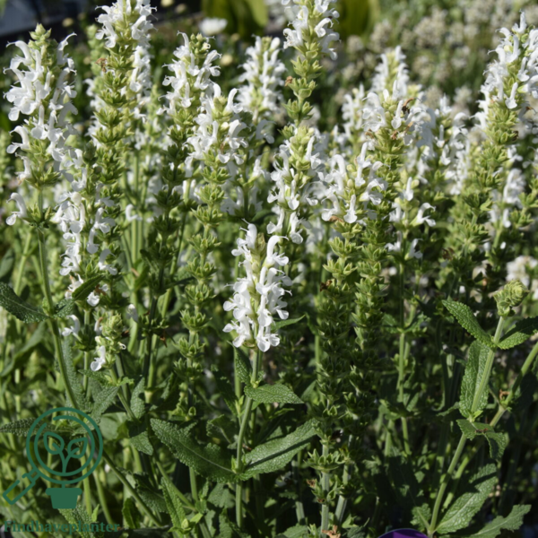 Salvia nemorosa 'Schneehügel', Småblomstret salvie