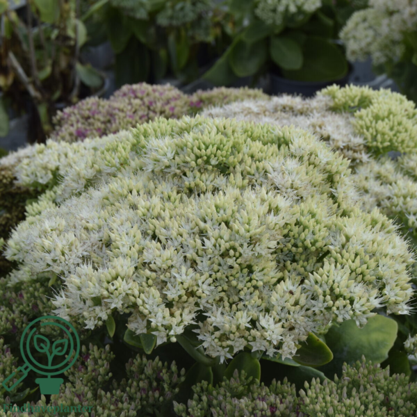 Sedum spectabile 'Stardust', Kinesisk sankthansurt
