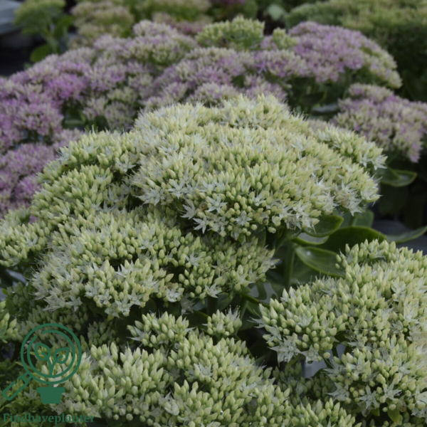 Sedum spectabile 'Stardust', Kinesisk sankthansurt