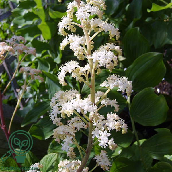 Rodgersia podophylla, Bronzeblad