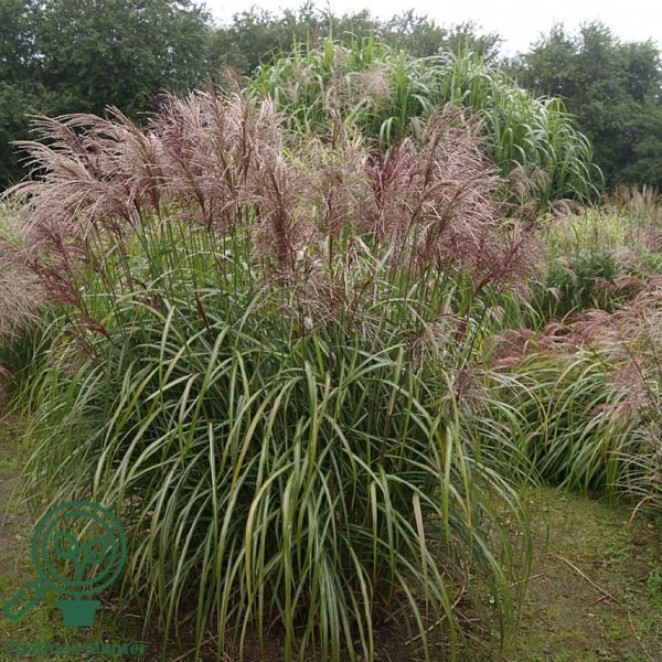 Miscanthus sinensis 'Malepartus'