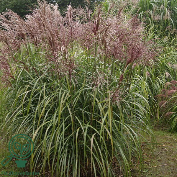 Miscanthus sinensis 'Malepartus'