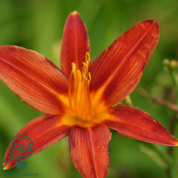 Hemerocallis hybrid 'Sammy Russel', Daglilje