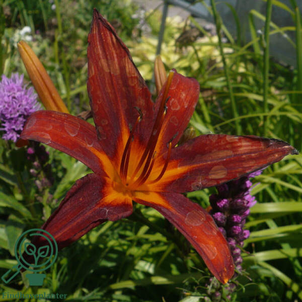 Hemerocallis hybrid 'Sammy Russel', Daglilje