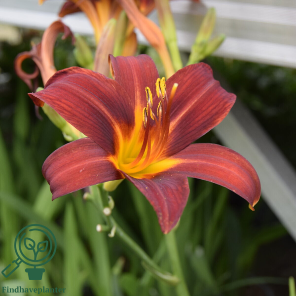 Hemerocallis hybrid 'Sammy Russel', Daglilje