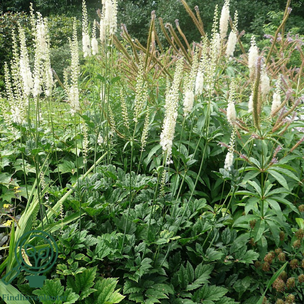 Cimicifuga racemosa var. cordifolia, sølvlys