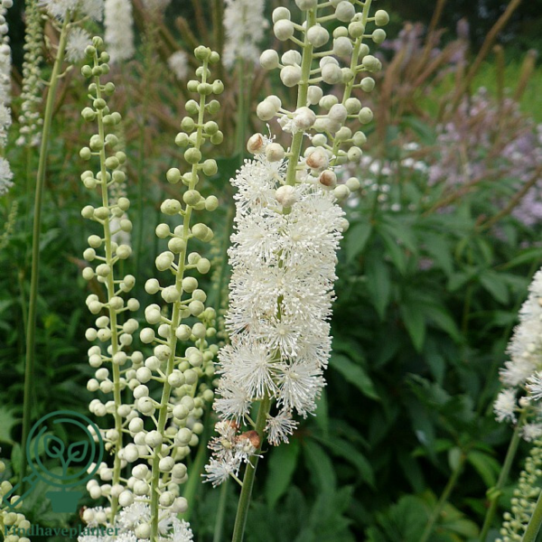 Cimicifuga racemosa var. cordifolia, sølvlys