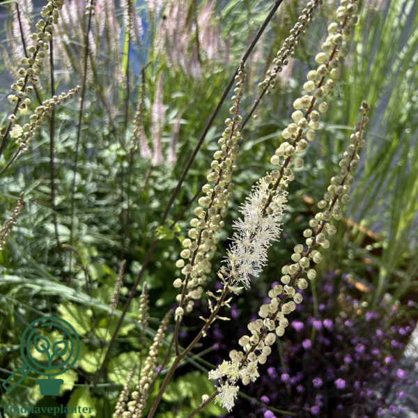 Cimicifuga racemosa var. cordifolia, sølvlys
