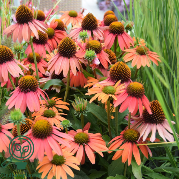 Echinacea hybrid 'Sensation Coral'®, Solhat