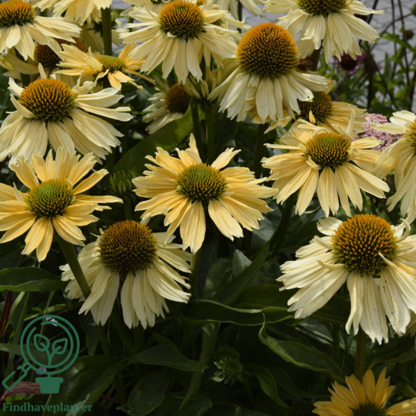 Echinacea hybrid 'Sensation Mango'®, Solhat
