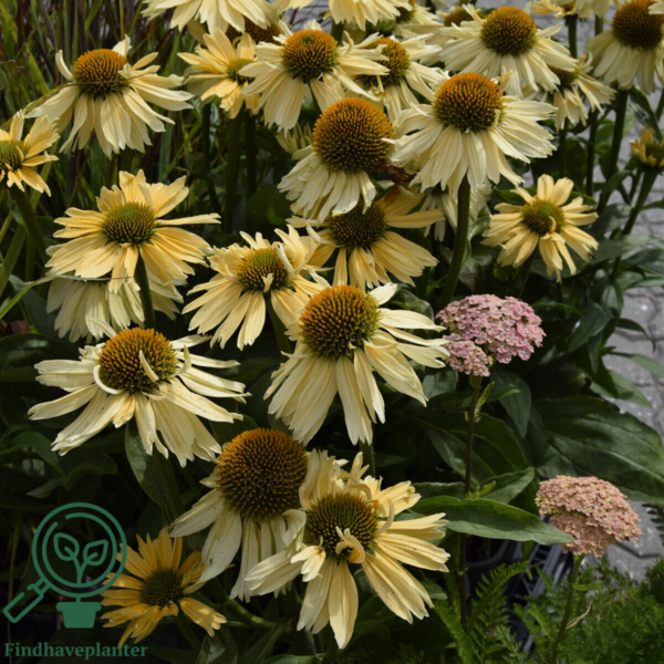 Echinacea hybrid 'Sensation Mango'®, Solhat
