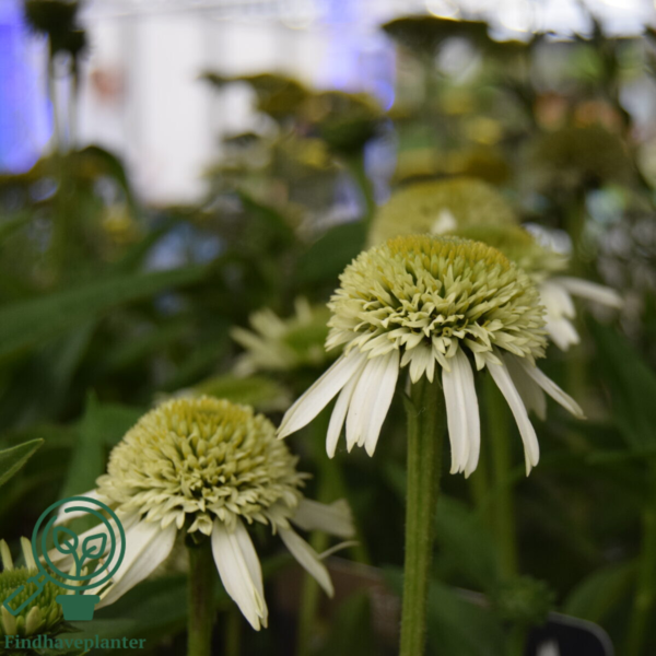 Echinacea hybrid 'Delicious Nougat'®, Solhat