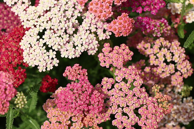 Achillea millefolium 'Summer Pastels', Røllike