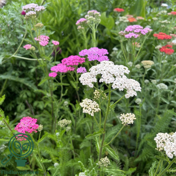 Achillea millefolium 'Summer Pastels', Røllike