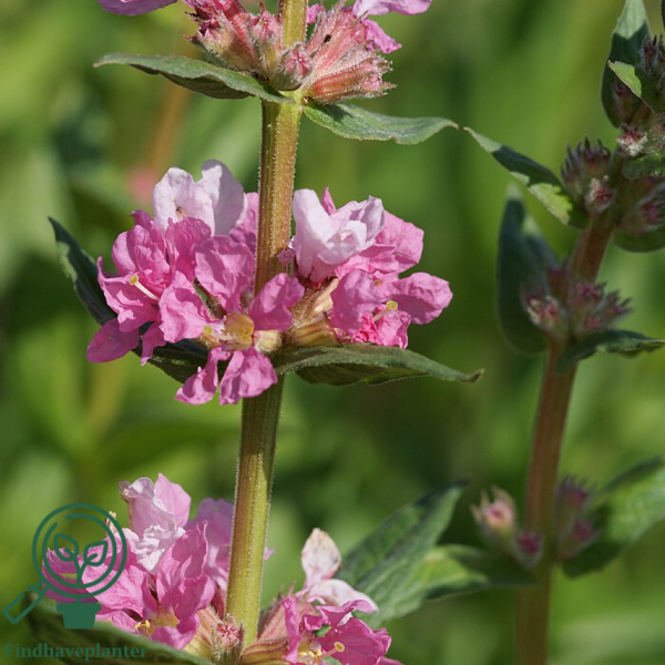 Lythrum salicaria 'Blush', Kattehale