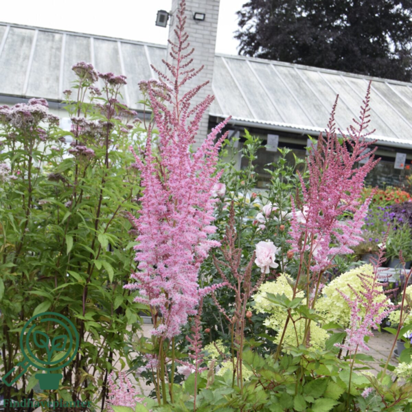 Astilbe chinensis 'Mighty®Pip', Astilbe