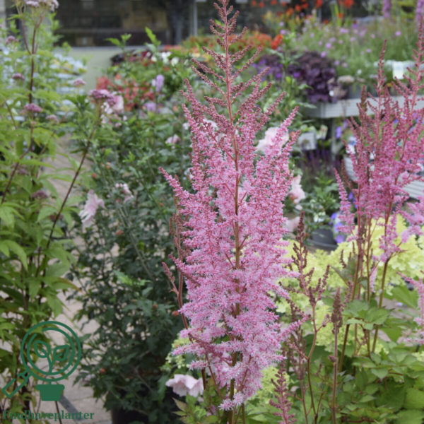 Astilbe chinensis 'Mighty®Pip', Astilbe