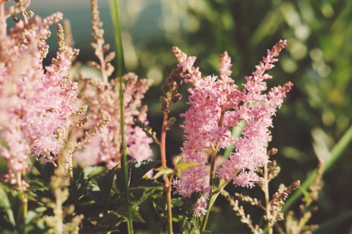 Astilbe chinensis 'Mighty®Pip', Astilbe