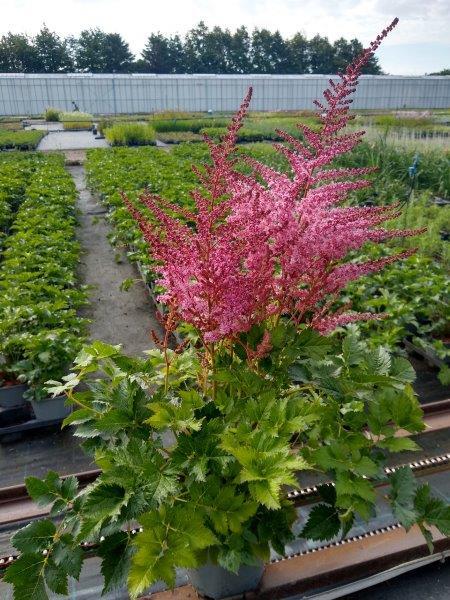 Astilbe chinensis 'Razzle Dazzle'®, Astilbe