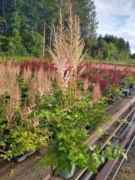 Astilbe chinensis 'Satin Pearls'®, Astilbe