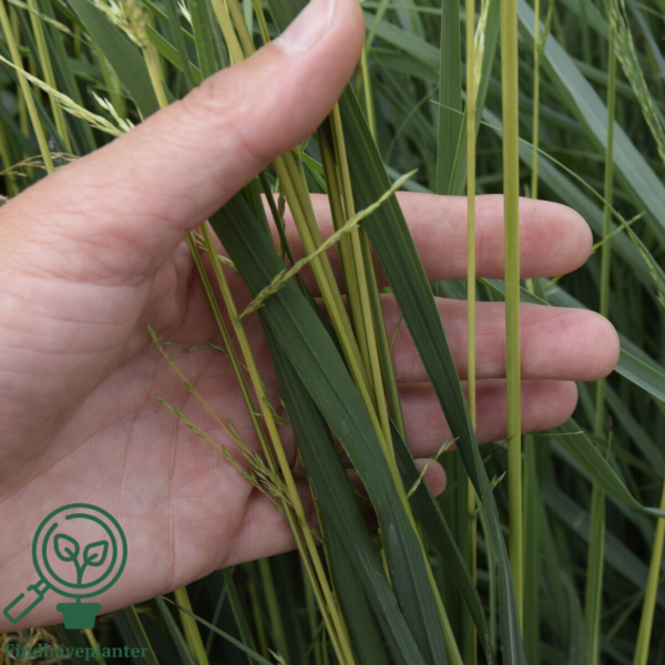 Molinia arundinacea Norðîc® 'Tiki® Lights', Pibegræs/Blåtop C2,0