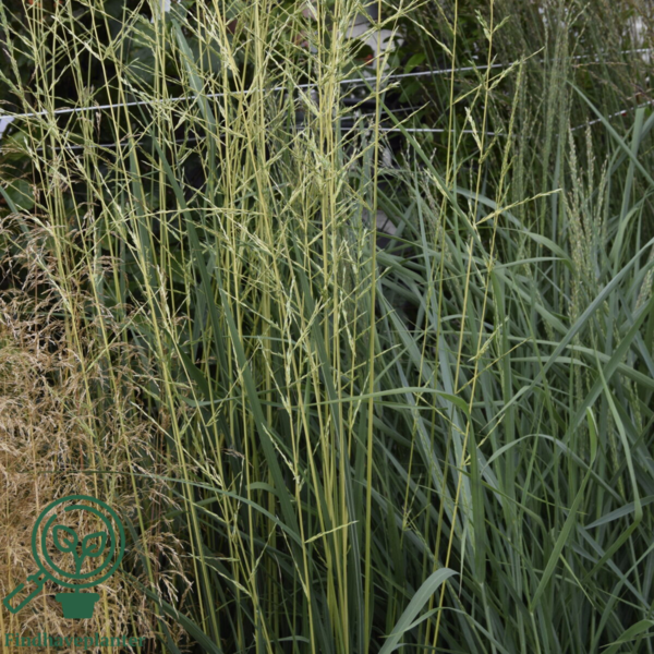 Molinia arundinacea Norðîc® 'Tiki® Lights', Pibegræs/Blåtop C2,0