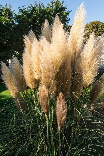 Cortaderia selloana 'Green Goblin', Pampasgræs