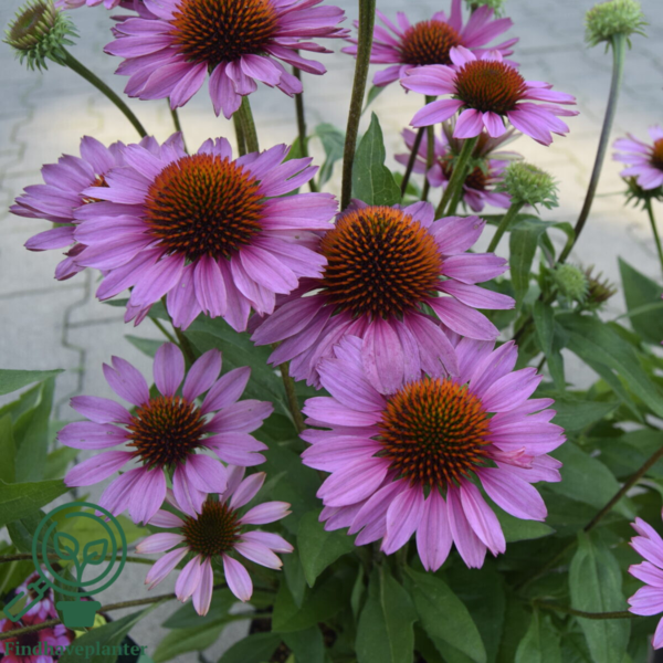 Echinacea hybrid SunMagic 'Vintage Pink'®, Solhat