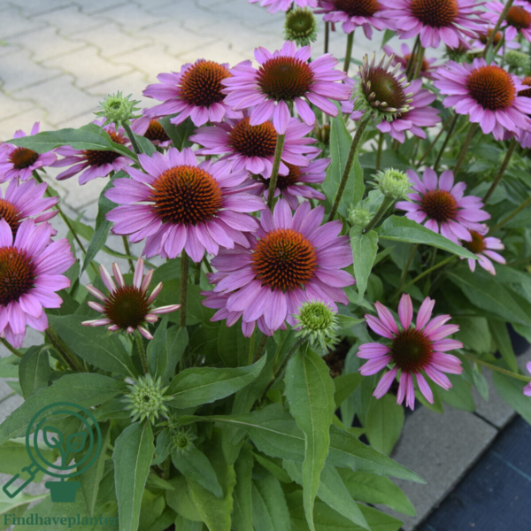 Echinacea hybrid SunMagic 'Vintage Pink'®, Solhat