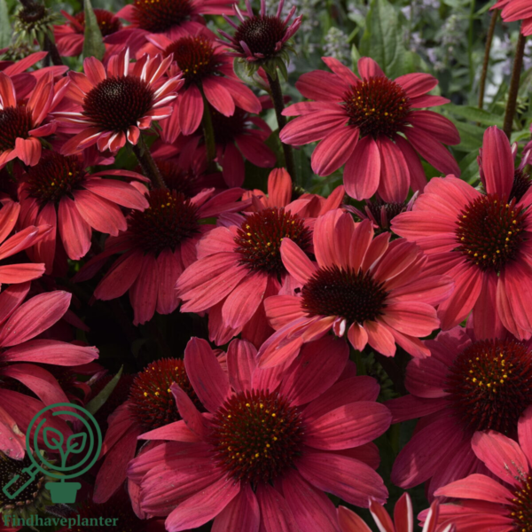 Echinacea hybrid SunMagic 'Vintage Red'®, Solhat