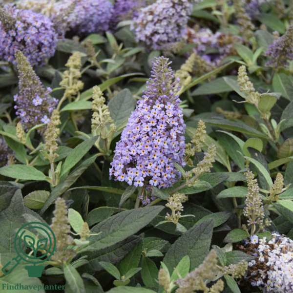 Buddleja davidii Butterfly Candy® 'Lila Sweetheart', Sommerfuglebusk