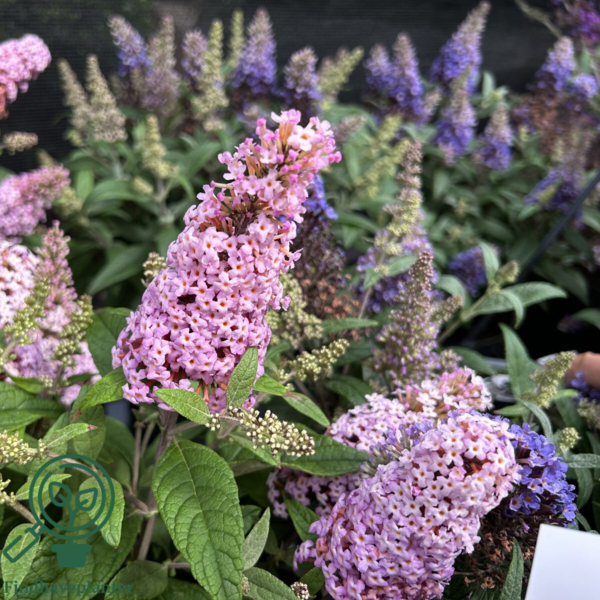 Buddleja davidii Butterfly Candy® 'Little Pink', Sommerfuglebusk